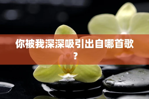 你被我深深吸引出自哪首歌？