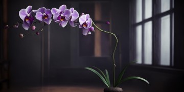 寂寞兰指尖出自什么歌？