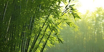 一片桑桑到底是哪首粤语歌？