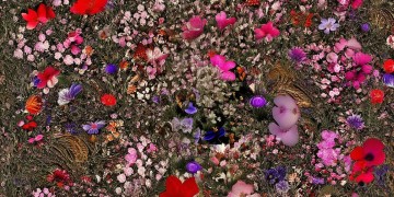 花花中花究竟是什么歌？