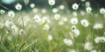 有蒲公英歌词的歌名叫什么？