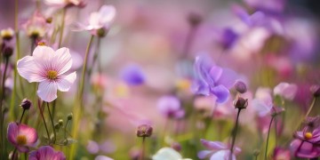 花开花又落是哪首歌？