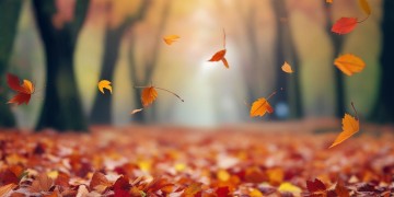 落叶的季节适合听什么歌？