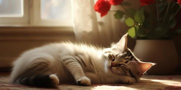 小猫为何躺着歌？