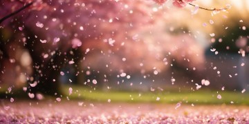 花瓣雨是童安格什么时候的歌？