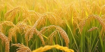 稻花香旋律究竟属于哪首歌？